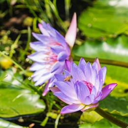 一只蜜蜂正在从紫蓝色的延药睡莲采集花蜜。